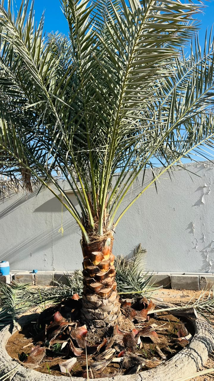date palm gallery Dubai - date palm villa garden UAE from palm tree supplier UAE