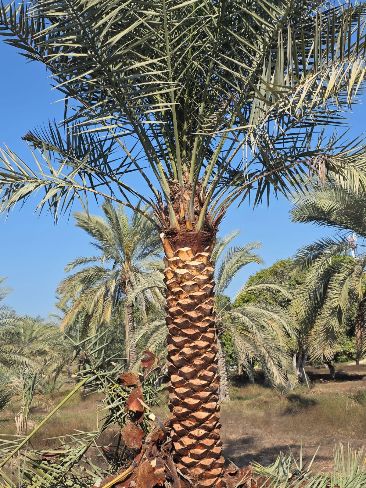 date palm gallery Dubai - commercial date palm landscape UAE from palm tree supplier UAE