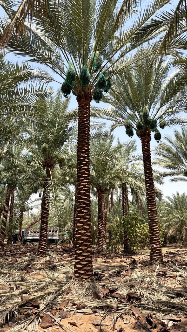 date palm gallery Dubai - professional date palm installation UAE from palm tree supplier UAE