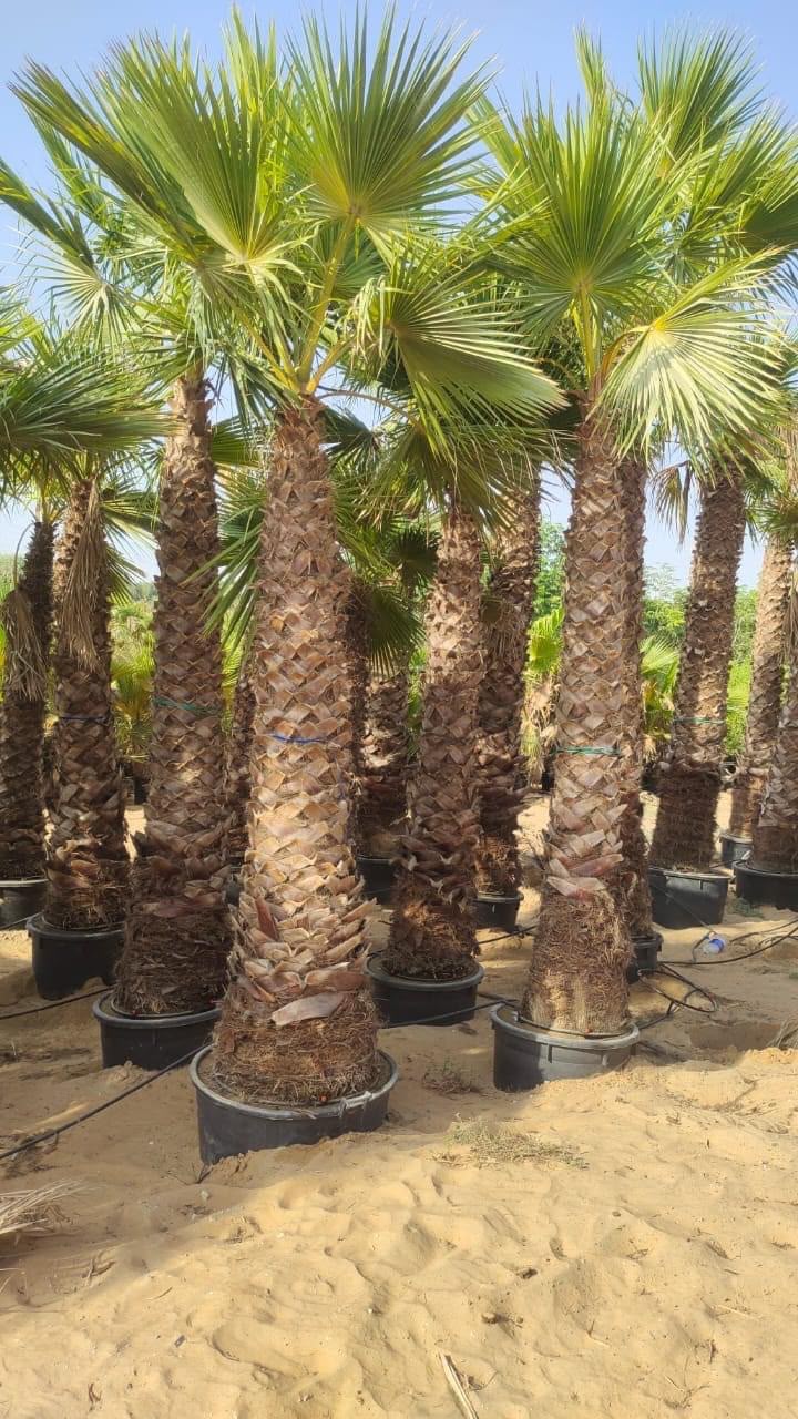 olive tree gallery UAE - premium olive tree from olive tree supplier Dubai