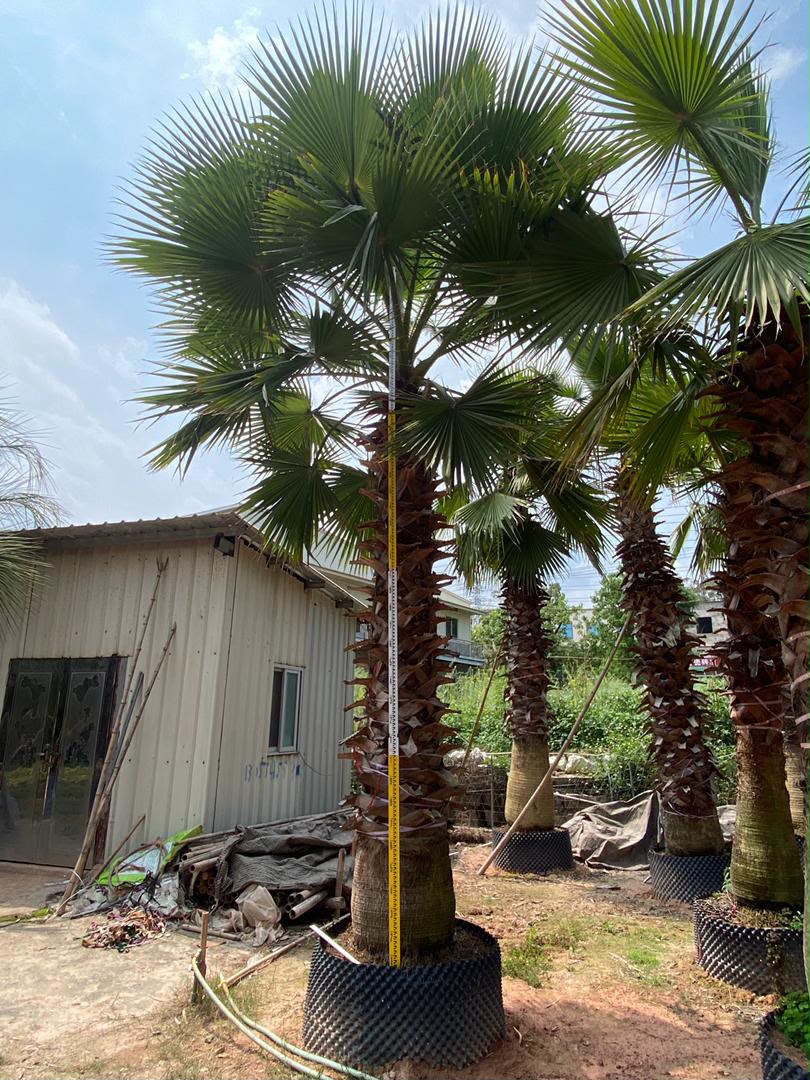 olive tree gallery UAE - estate olive tree from olive tree supplier Dubai