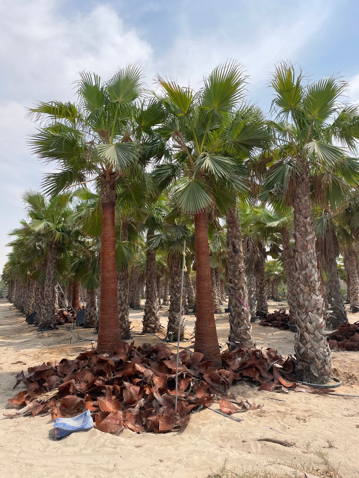 olive tree gallery UAE - restaurant olive tree from olive tree supplier Dubai