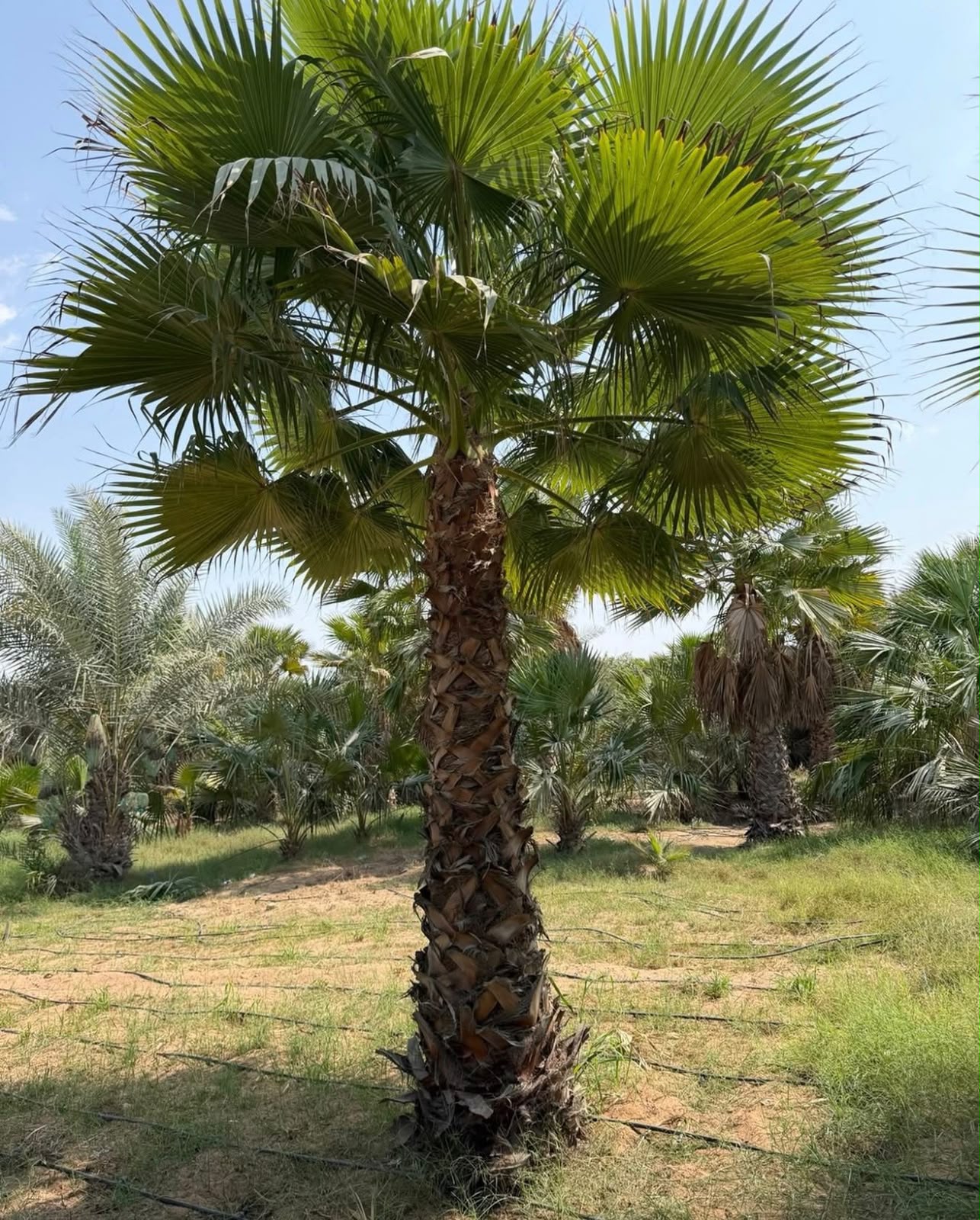olive tree gallery UAE - courtyard olive tree from olive tree supplier Dubai
