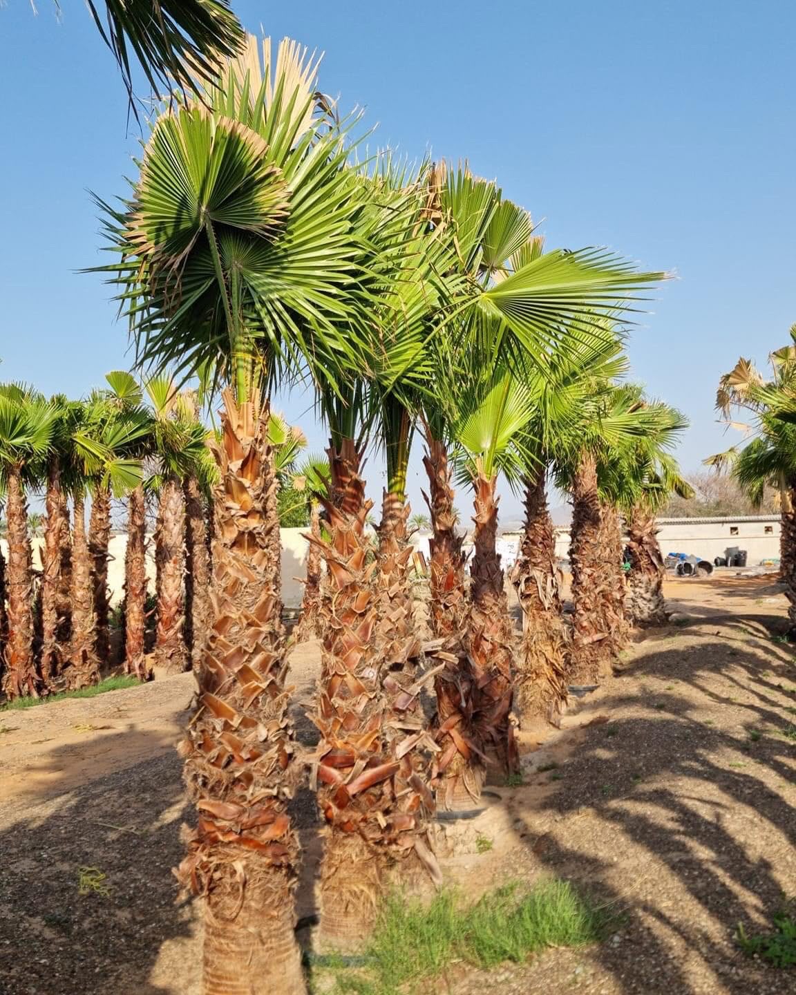 olive tree gallery UAE - group olive tree planting from olive tree supplier Dubai