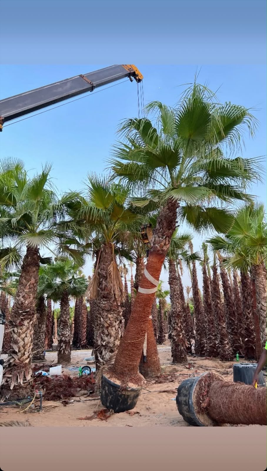 olive tree gallery UAE - avenue olive tree from olive tree supplier Dubai