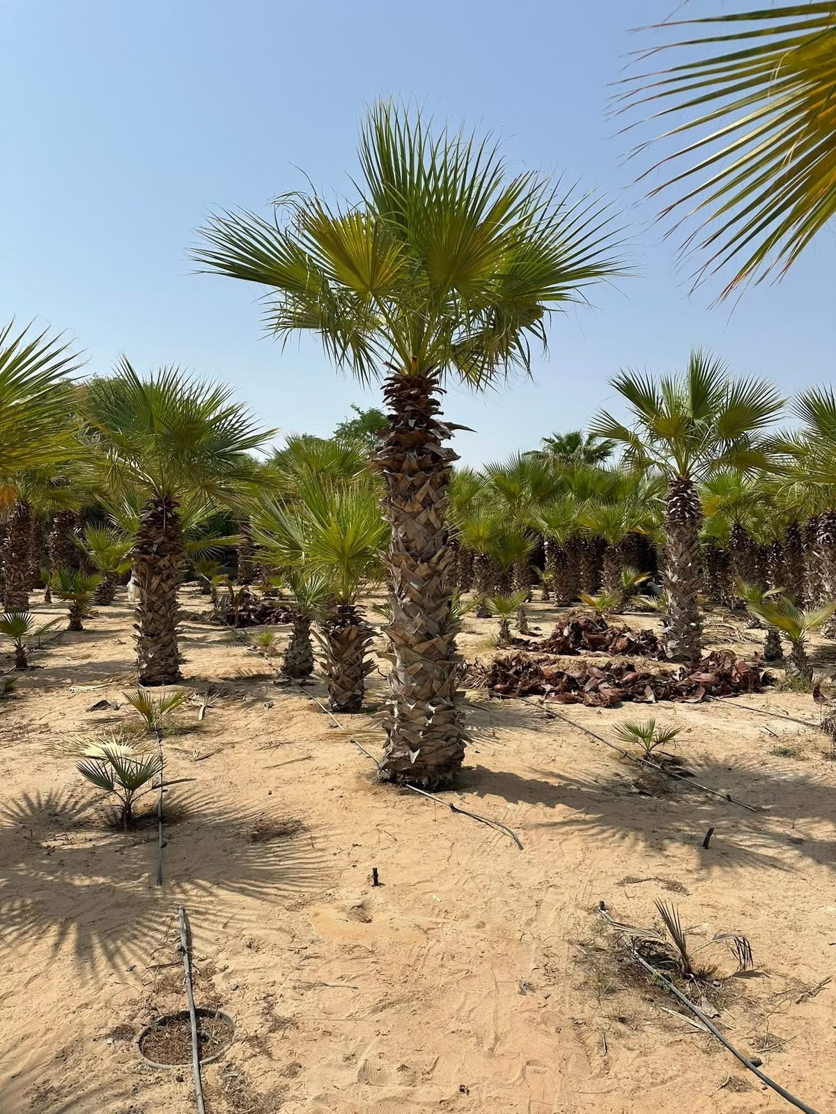 olive tree gallery UAE - complete olive tree installation from olive tree supplier Dubai
