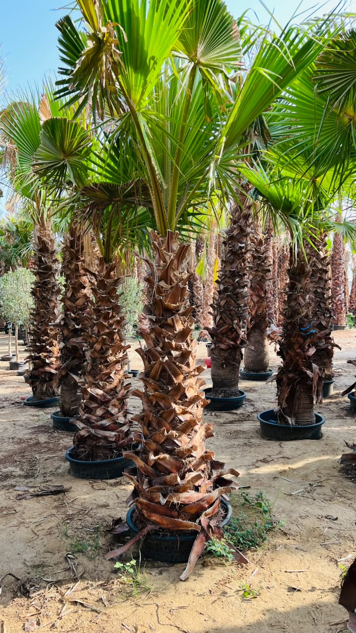 olive tree gallery UAE - traditional garden olive tree from olive tree supplier Dubai