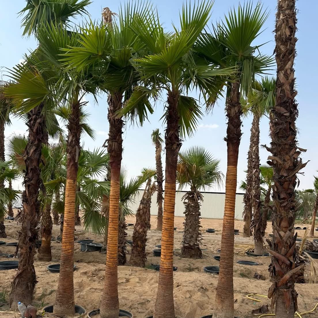 olive tree gallery UAE - modern landscape olive tree from olive tree supplier Dubai