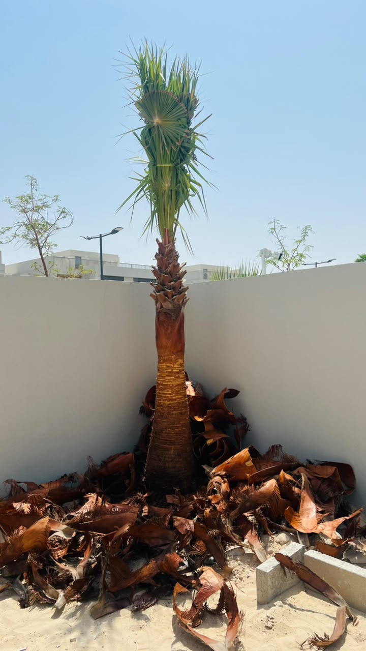 olive tree gallery UAE - feature olive tree from olive tree supplier Dubai
