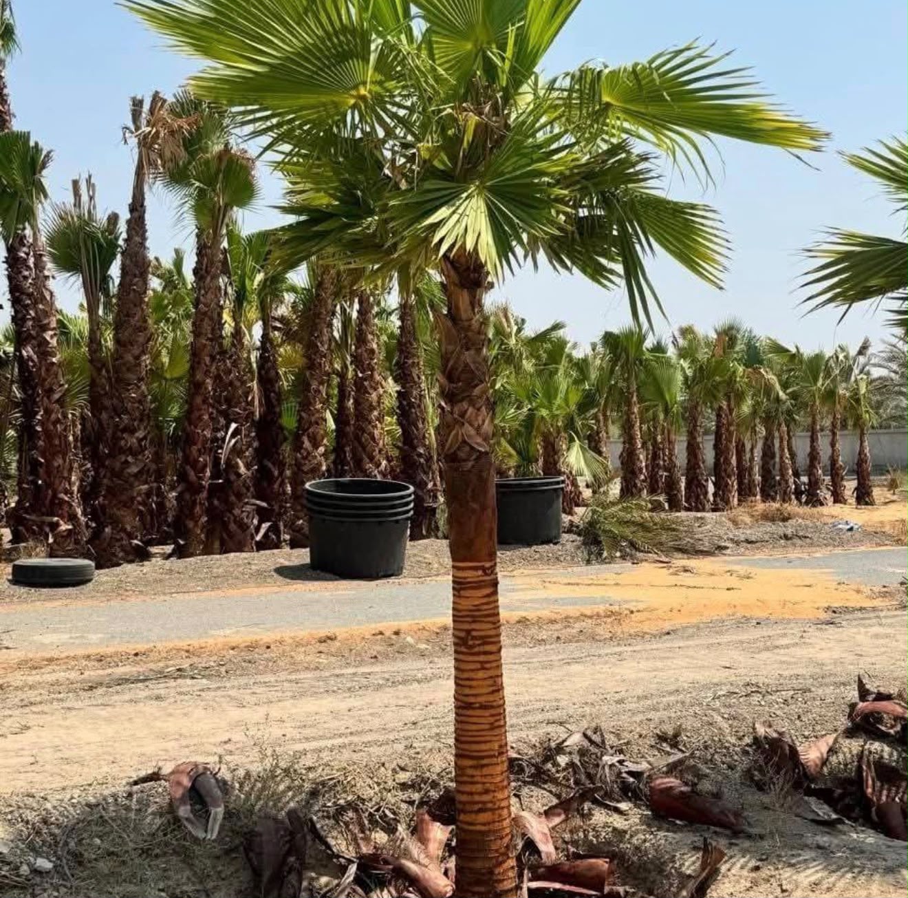 olive tree gallery UAE - mature olive tree from olive tree supplier Dubai