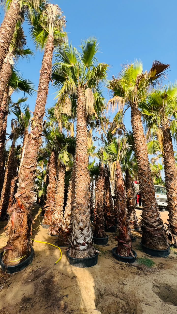 olive tree gallery UAE - poolside olive tree from olive tree supplier Dubai