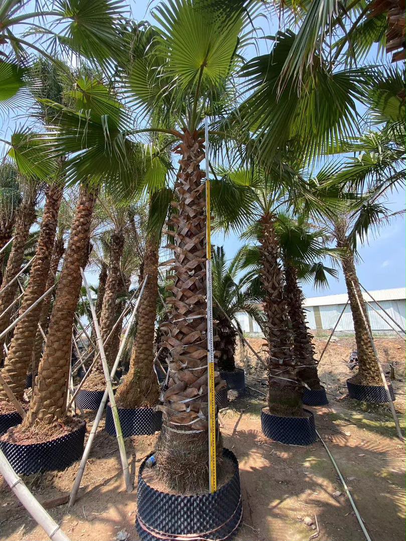 olive tree gallery UAE - premium olive tree collection from olive tree supplier Dubai