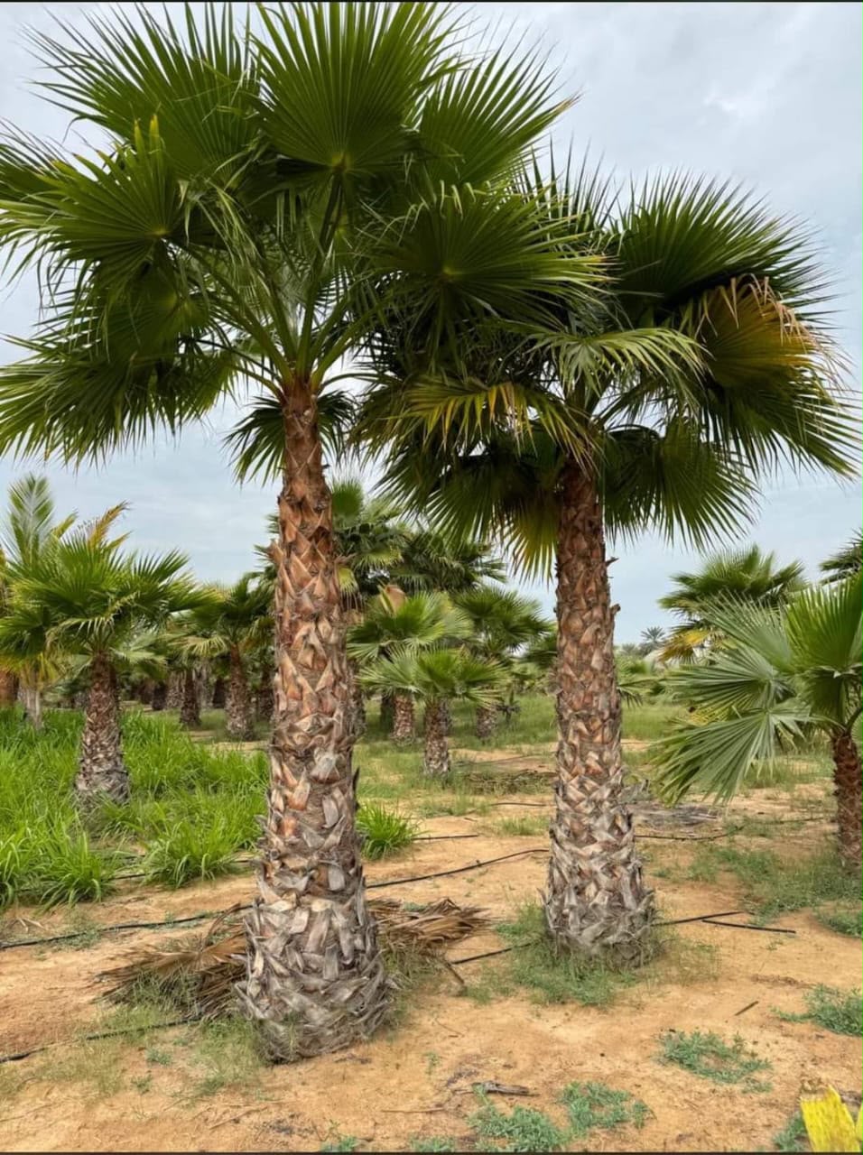 olive tree gallery UAE - signature olive tree project from olive tree supplier Dubai