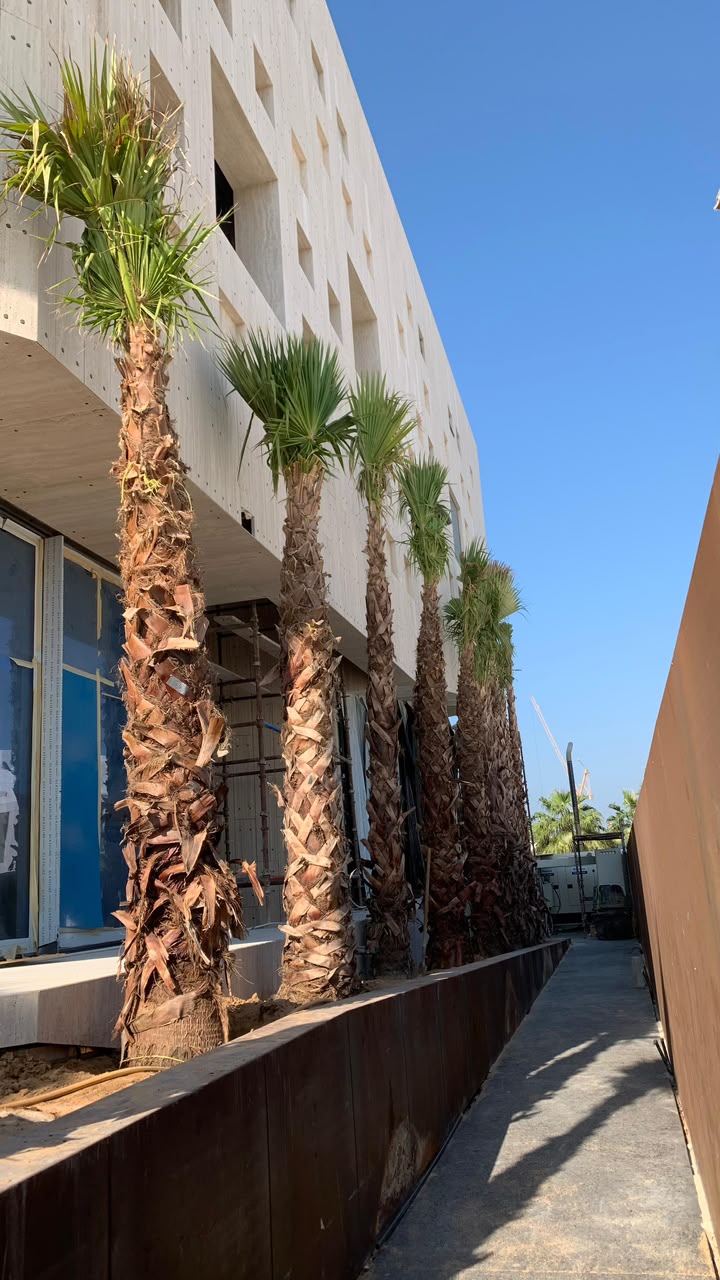 olive tree gallery UAE - olive tree landscape from olive tree supplier Dubai