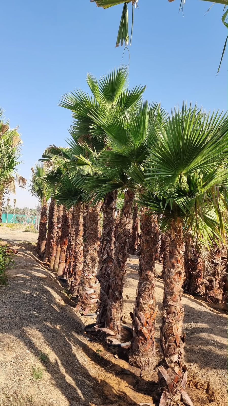olive tree gallery UAE - villa garden olive tree from olive tree supplier Dubai