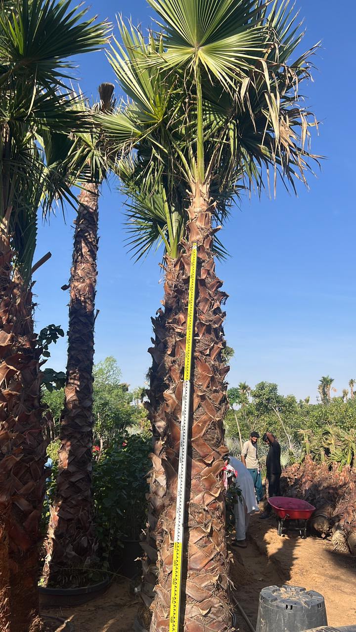 olive tree gallery UAE - commercial olive tree from olive tree supplier Dubai
