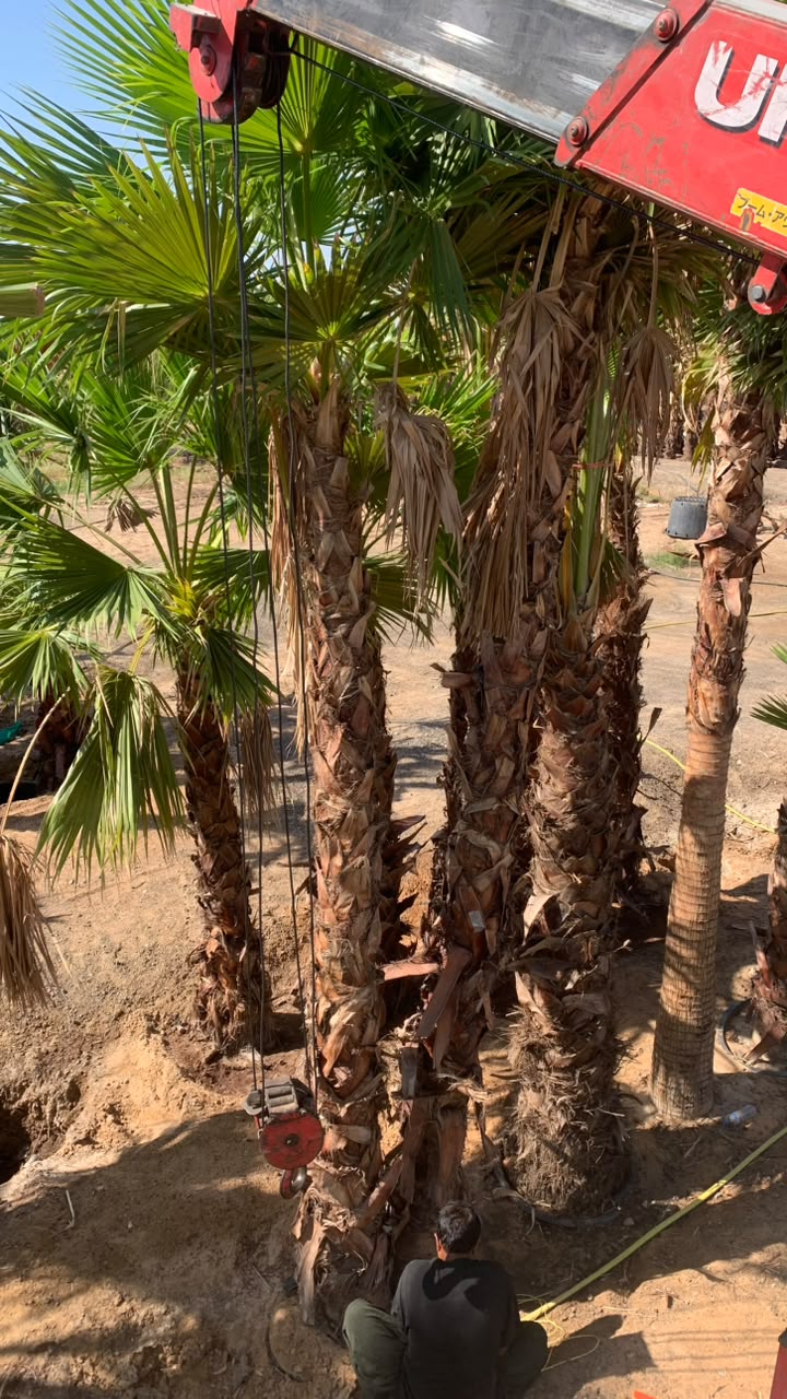 olive tree gallery UAE - Mediterranean olive tree from olive tree supplier Dubai