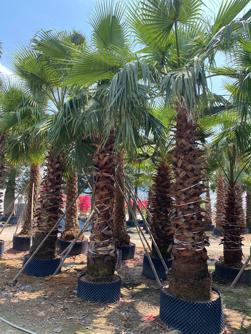 olive tree gallery UAE - luxury garden olive tree from olive tree supplier Dubai