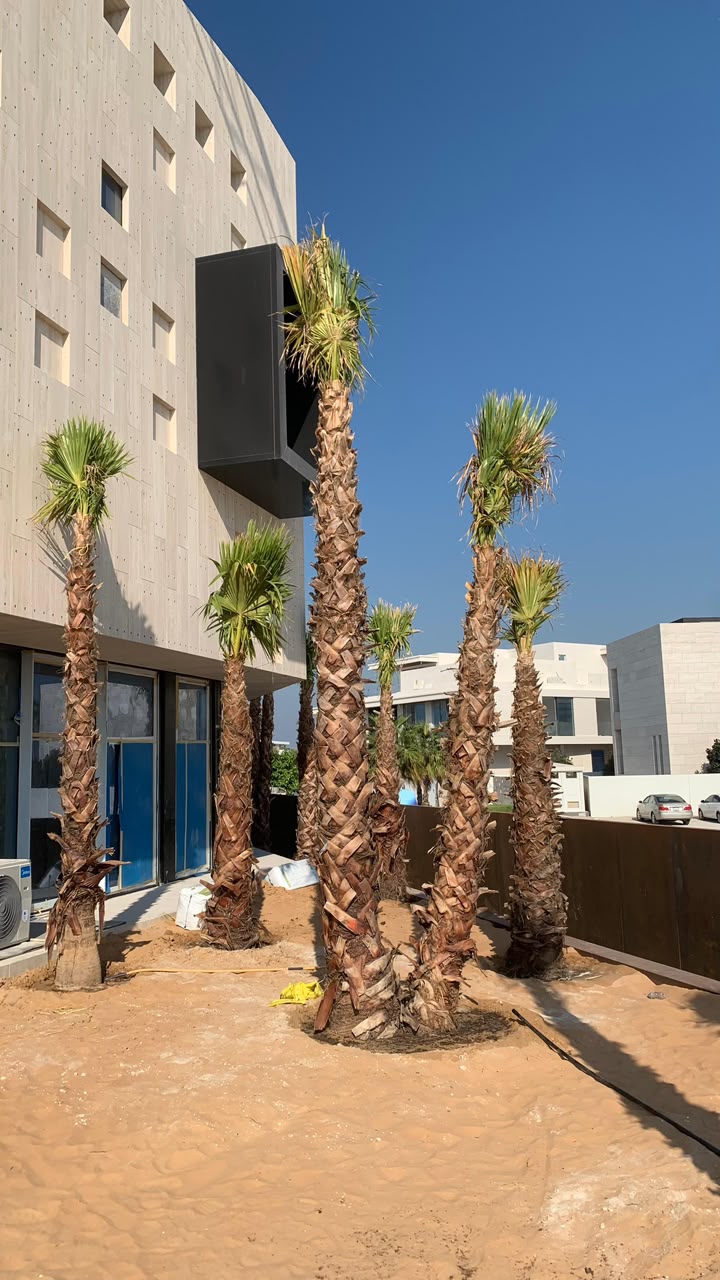 olive tree gallery UAE - resort olive tree from olive tree supplier Dubai