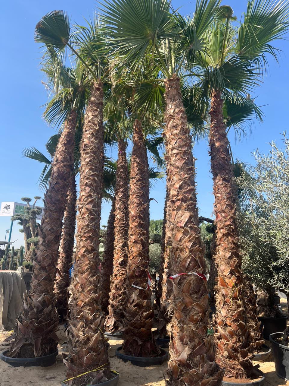 Washingtonia gallery UAE - boulevard Washingtonia from palm tree supplier UAE