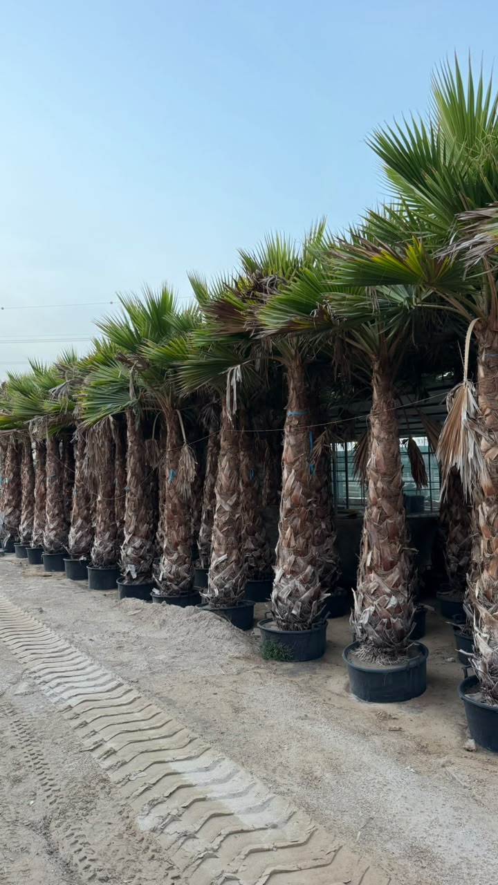 Washingtonia gallery UAE - premium Washingtonia from palm tree supplier UAE