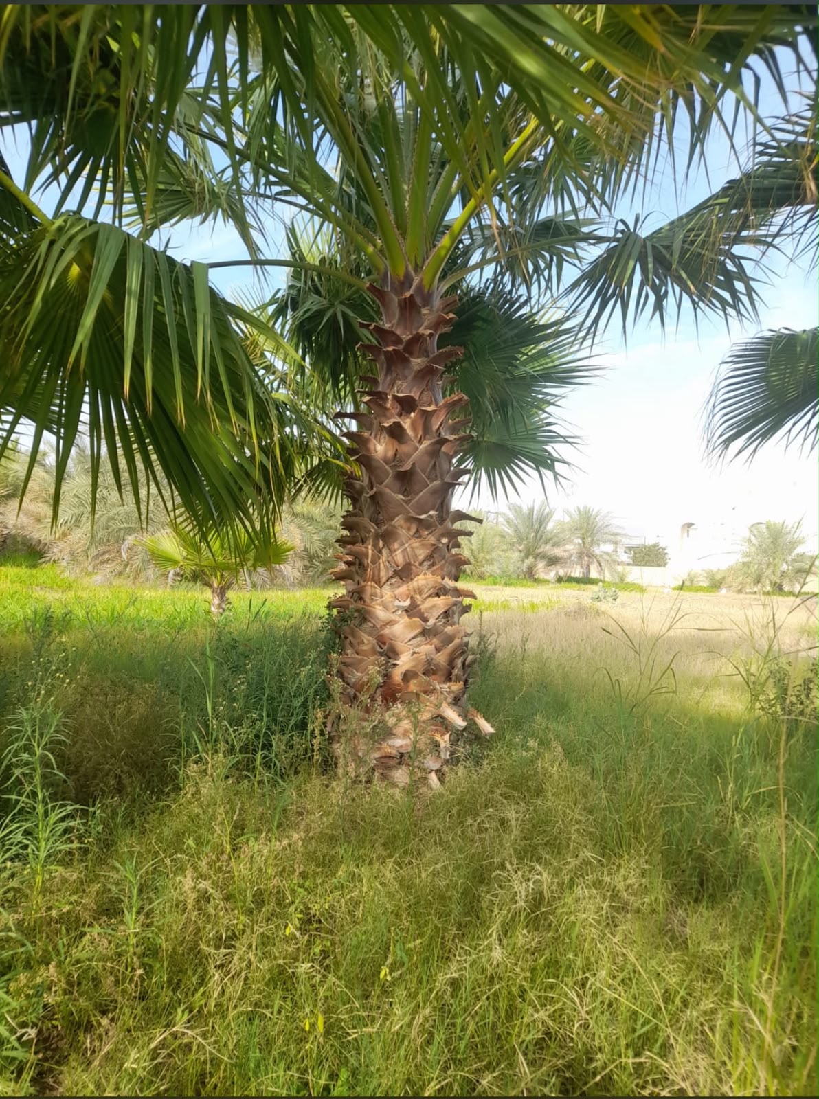 Washingtonia gallery UAE - hotel Washingtonia from palm tree supplier UAE