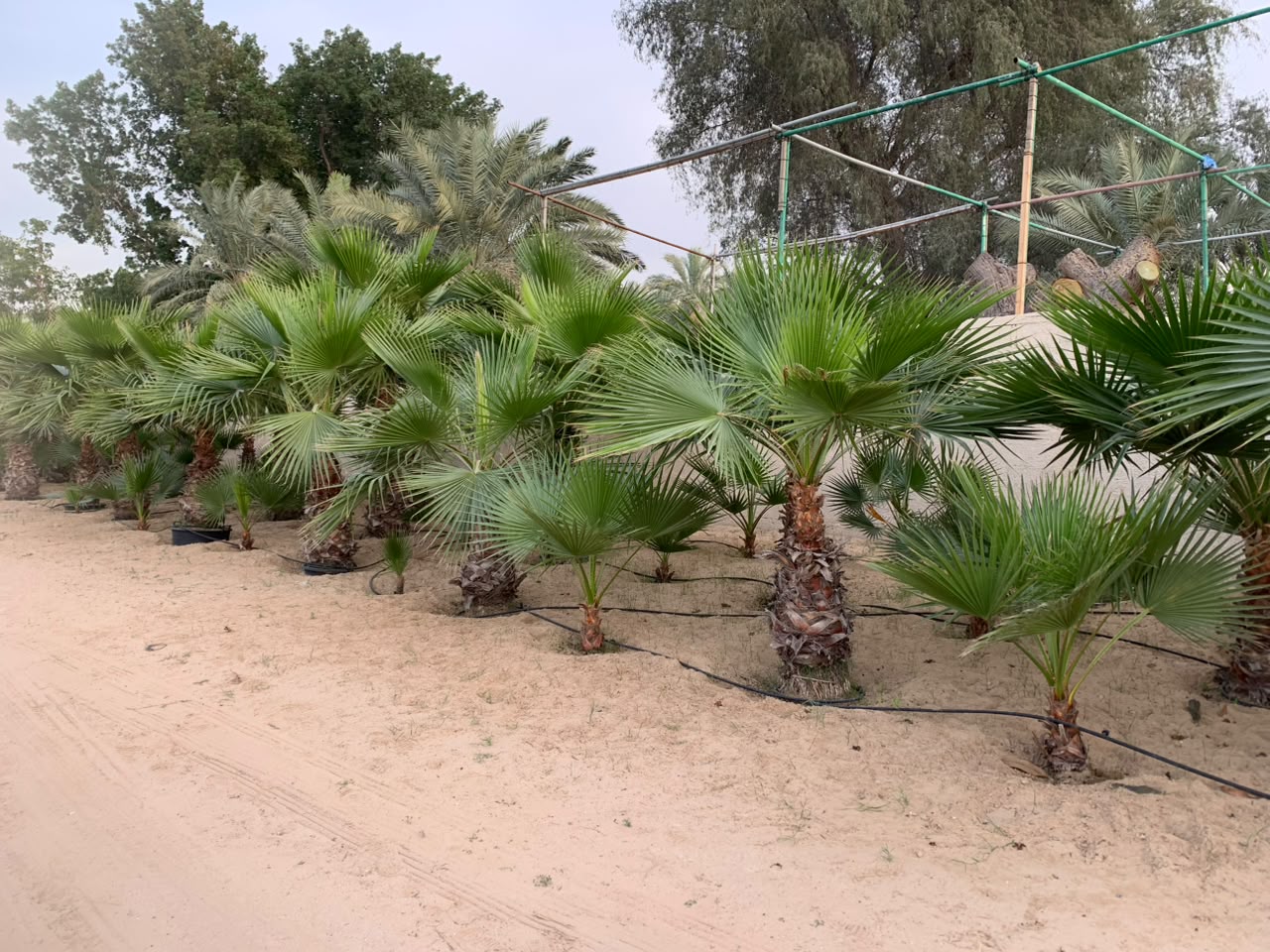 Washingtonia gallery UAE - group Washingtonia planting from palm tree supplier UAE