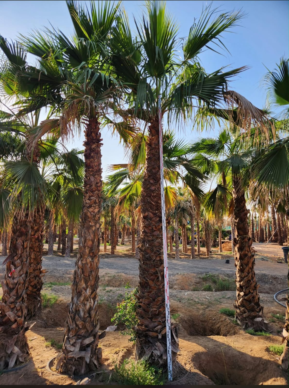 Washingtonia gallery UAE - complete Washingtonia installation from palm tree supplier UAE