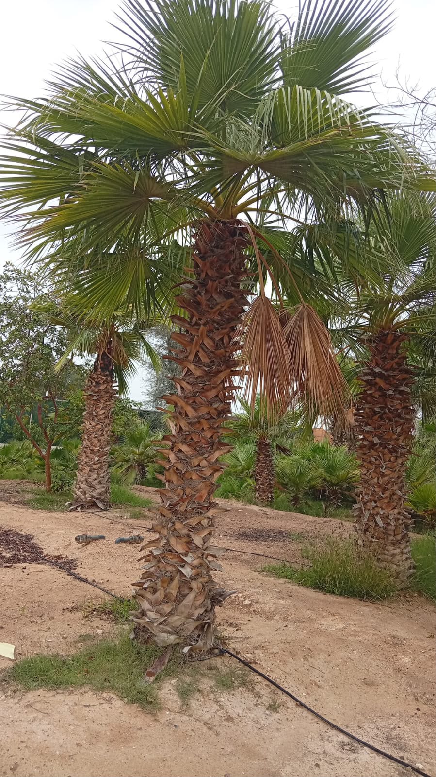 Washingtonia gallery UAE - premium fan palm from palm tree supplier UAE