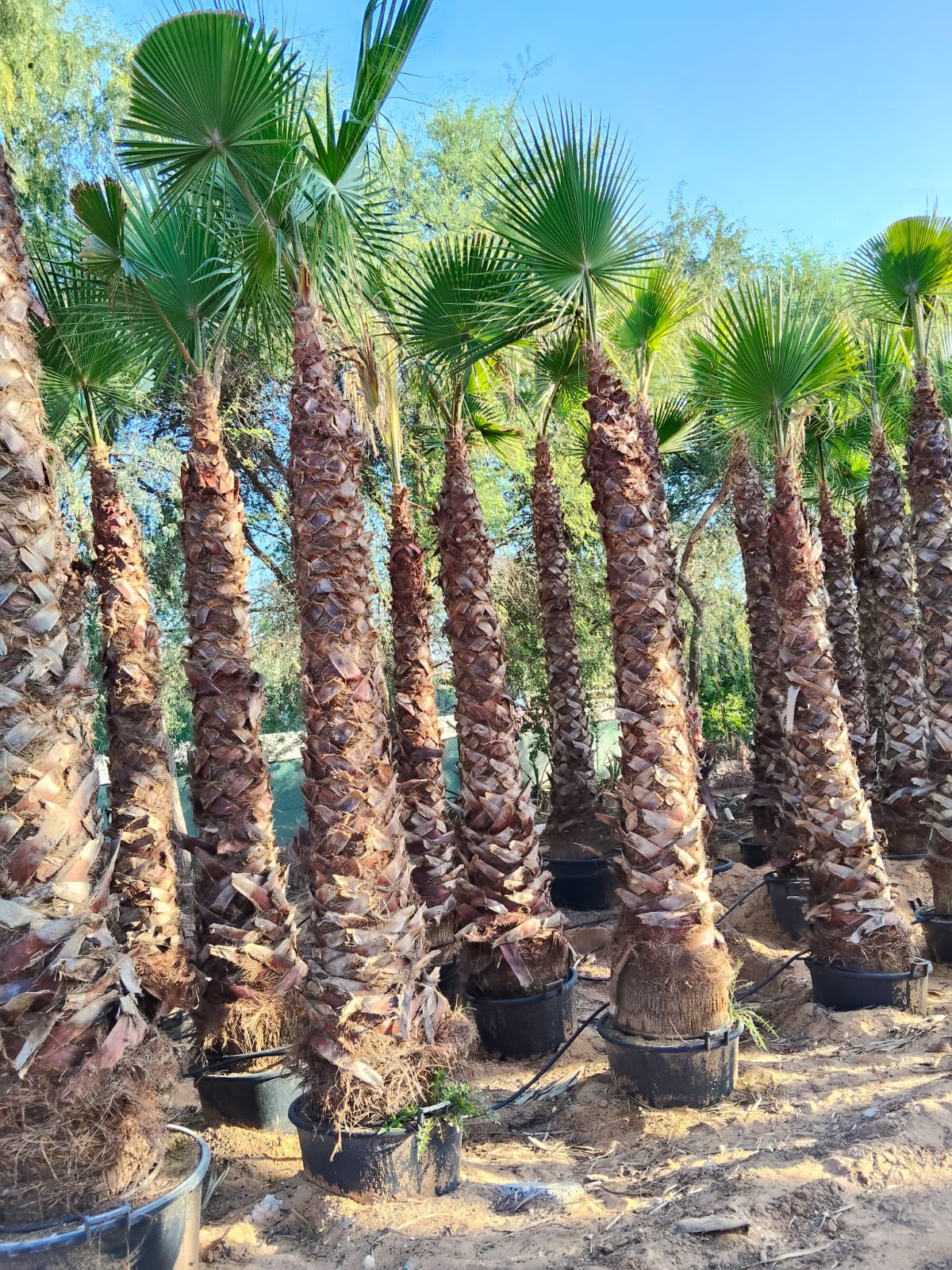 Washingtonia gallery UAE - Washingtonia landscape from palm tree supplier UAE