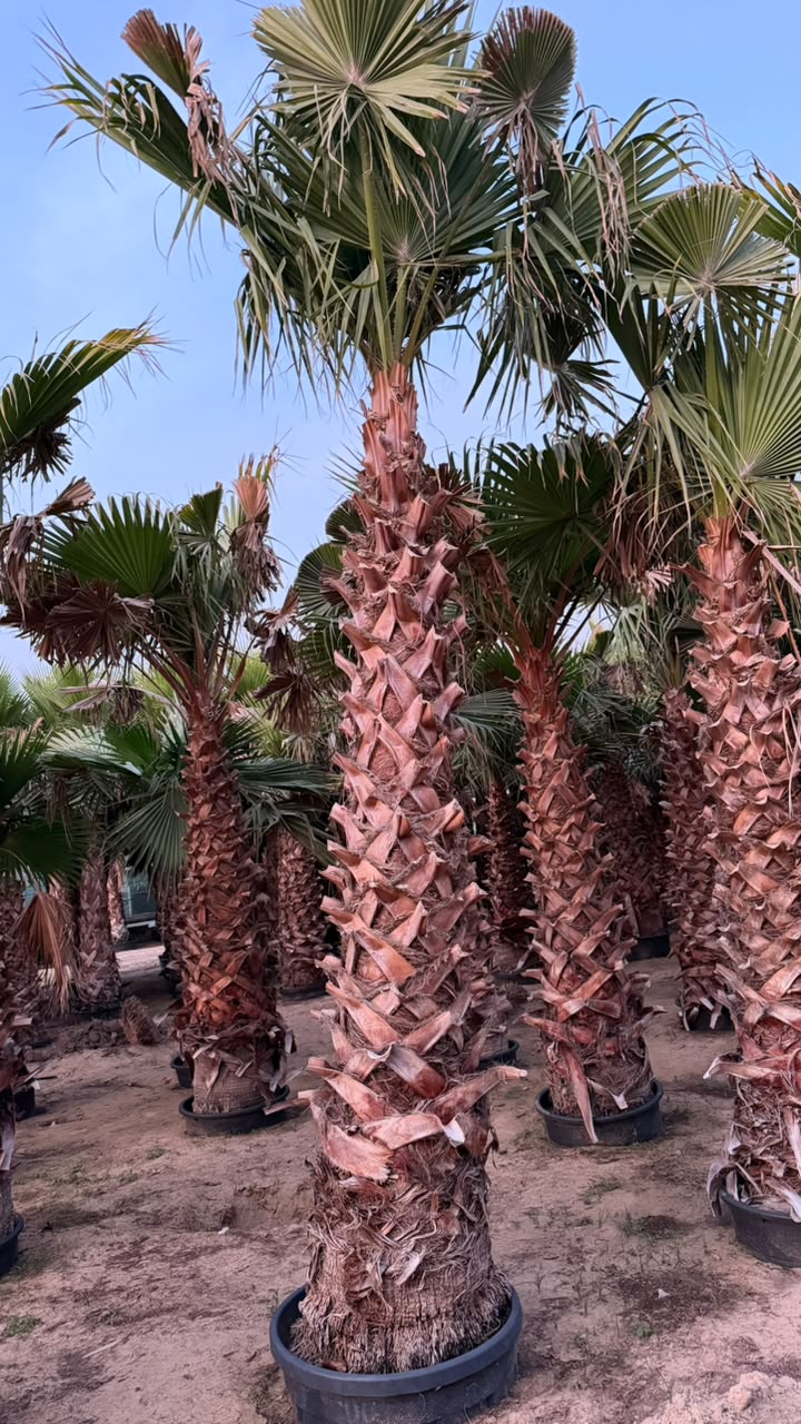Washingtonia gallery UAE - tall Washingtonia palm from palm tree supplier UAE