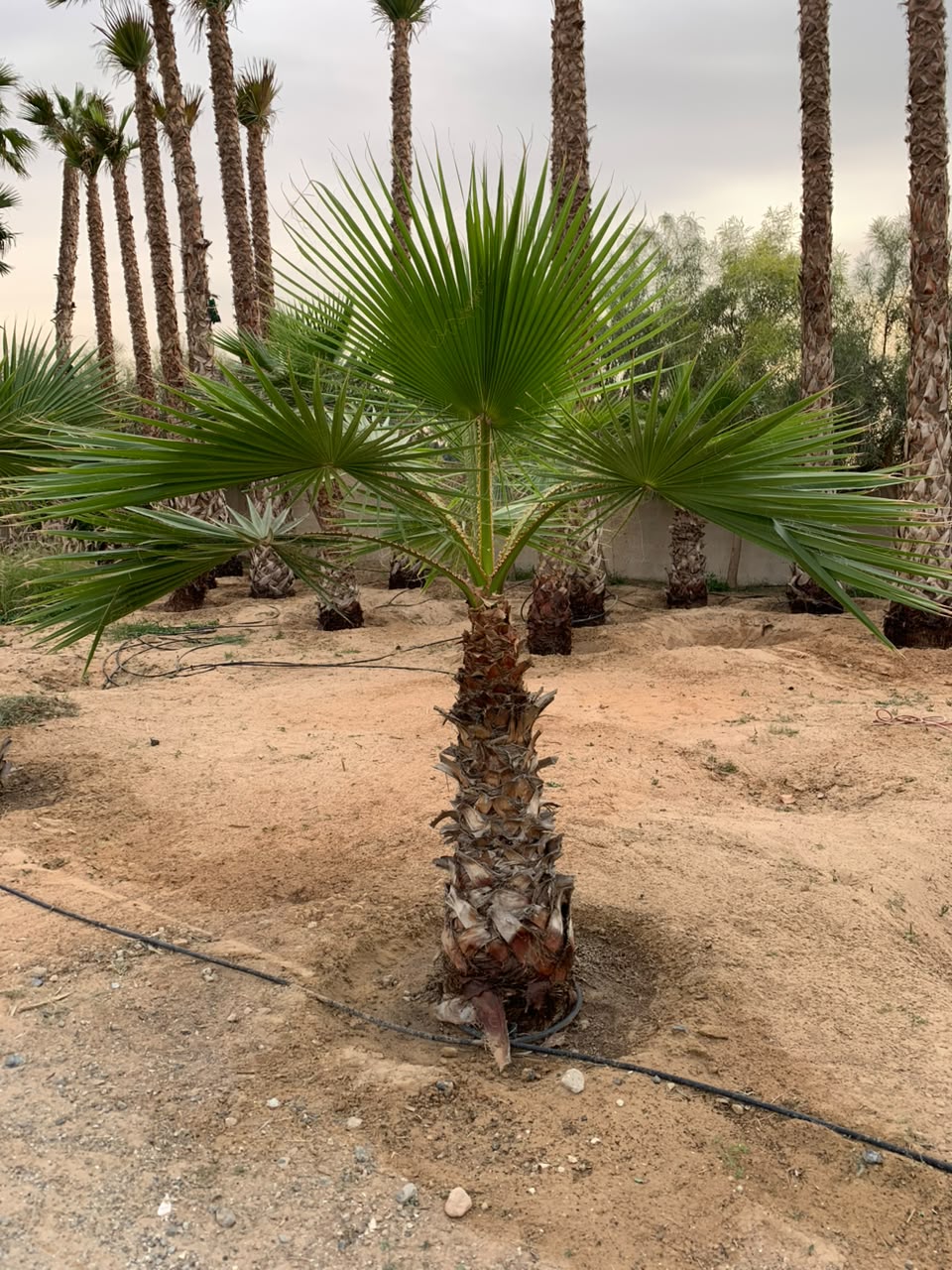 Washingtonia gallery UAE - Washingtonia avenue from palm tree supplier UAE