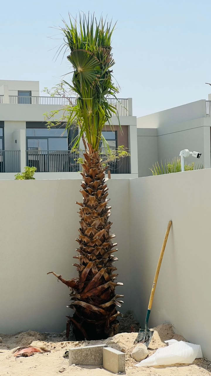 Washingtonia gallery UAE - resort Washingtonia from palm tree supplier UAE