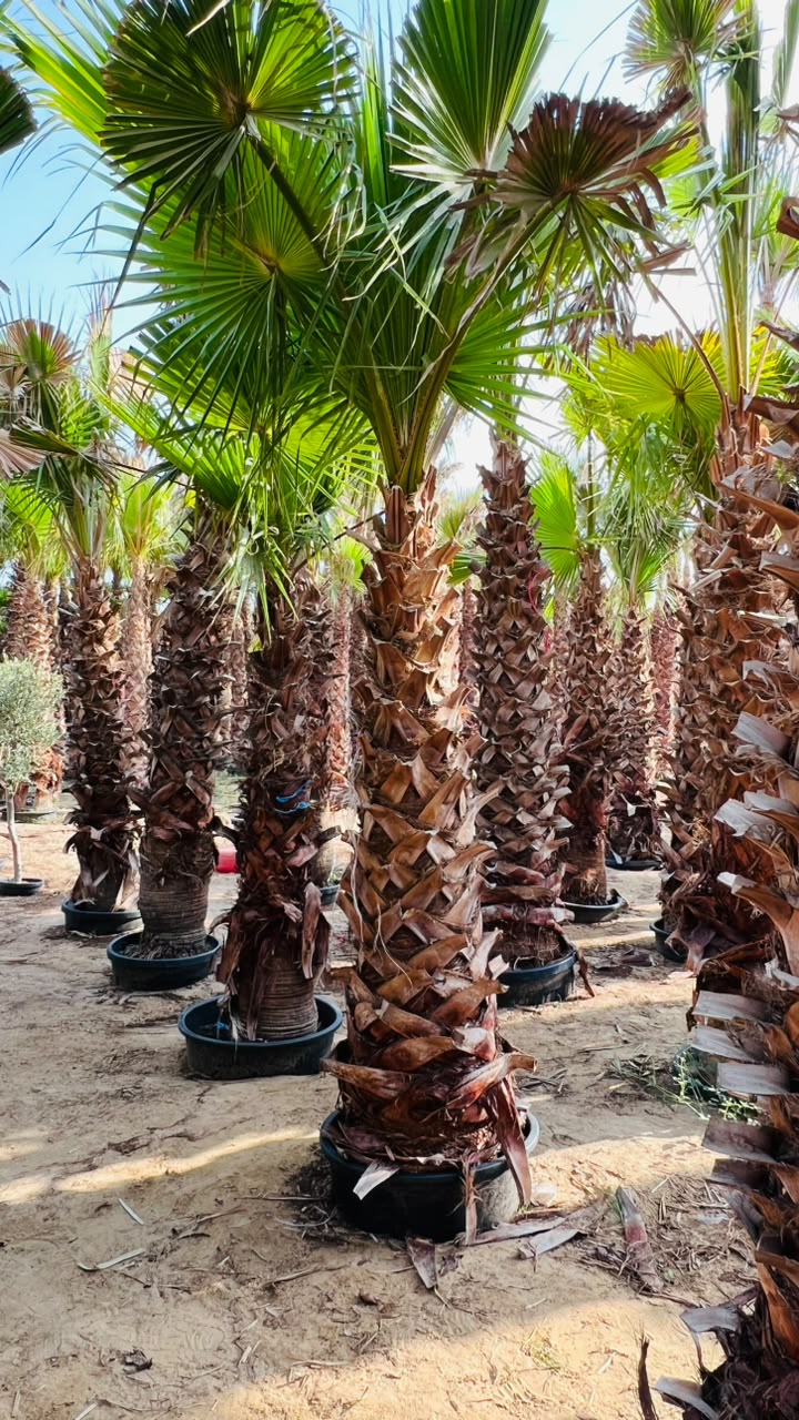 Washingtonia gallery UAE - commercial Washingtonia from palm tree supplier UAE