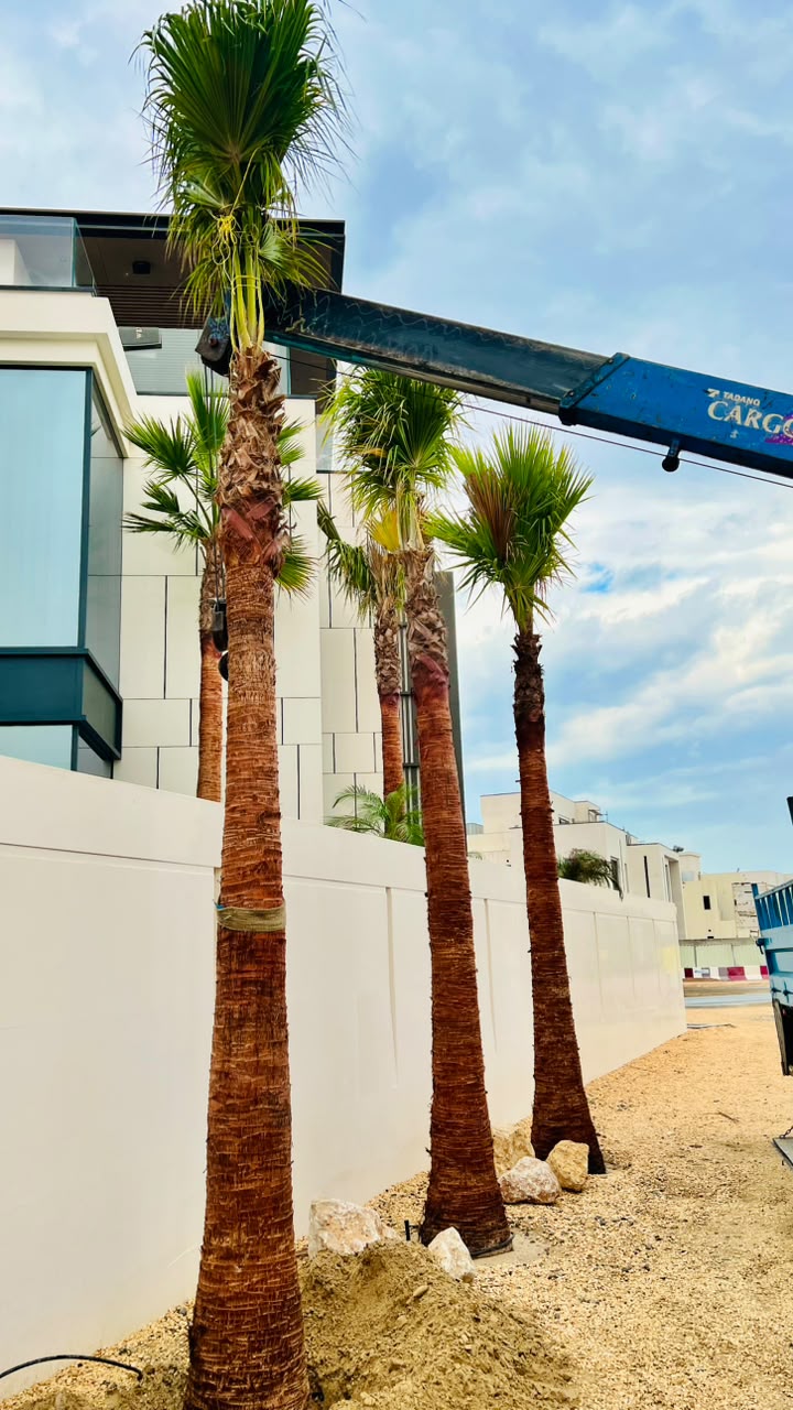 Washingtonia gallery UAE - villa garden Washingtonia from palm tree supplier UAE