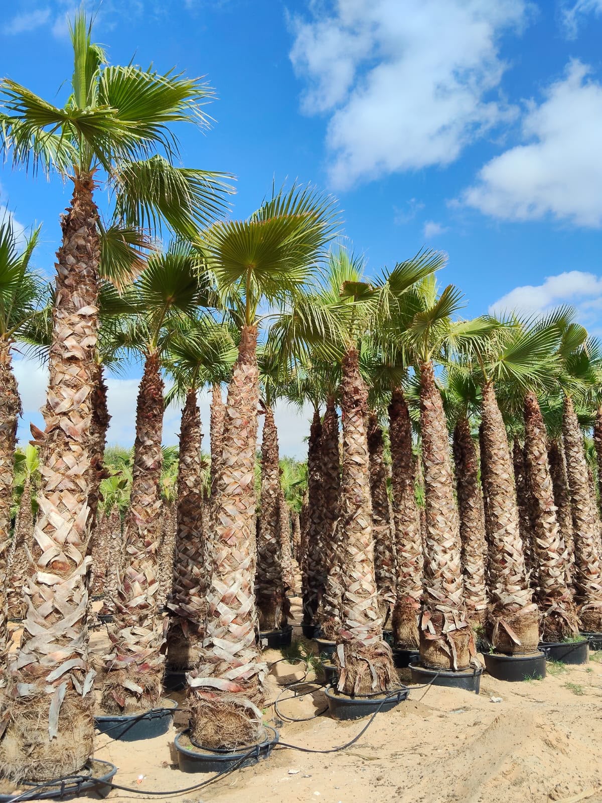Washingtonia gallery UAE - mature Washingtonia from palm tree supplier UAE