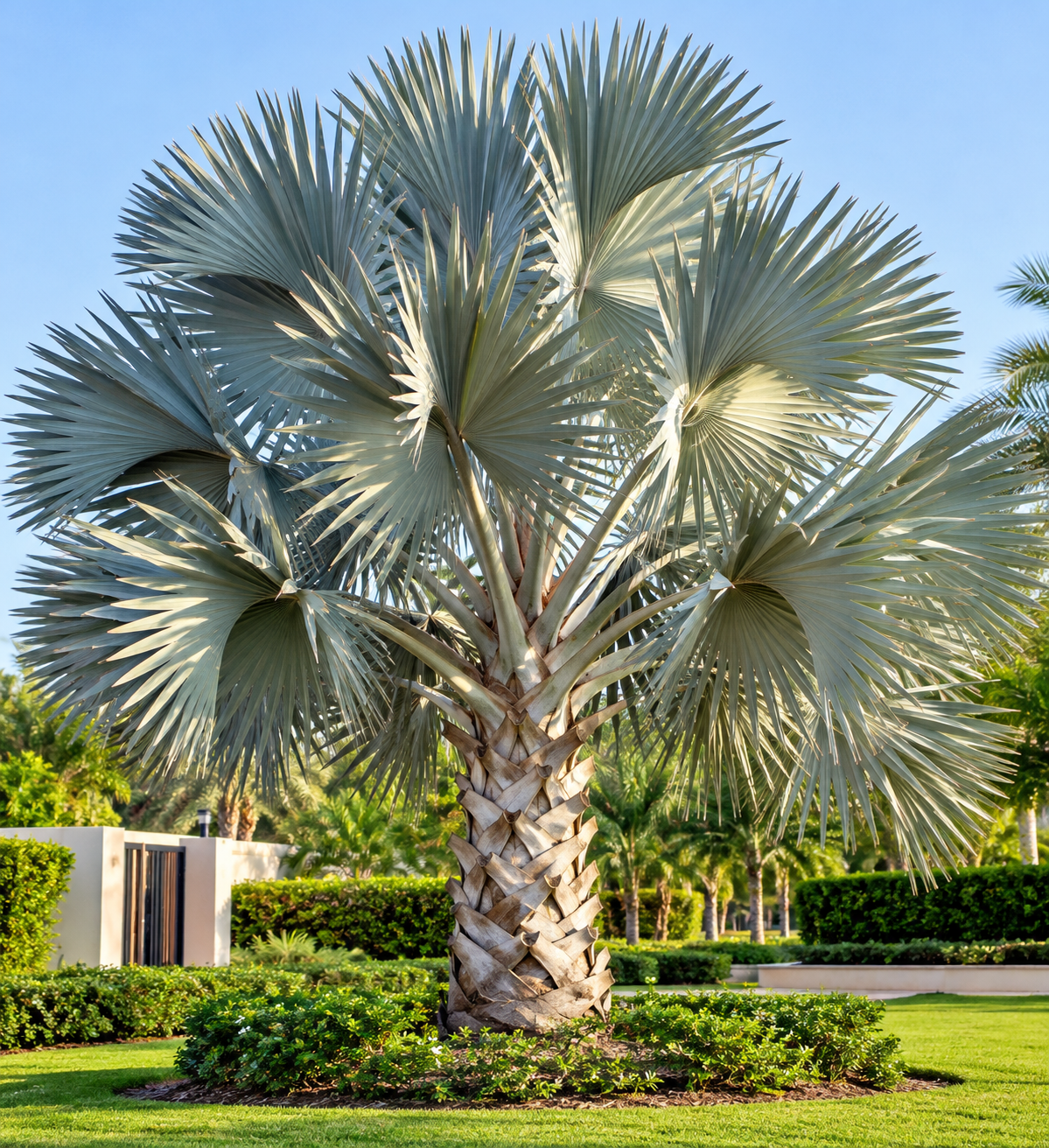 Bismarck palm tree with silver-blue fan fronds in a landscaped UAE garden